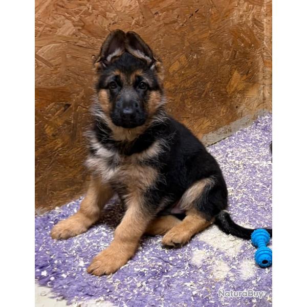 Chiot berger allemand
