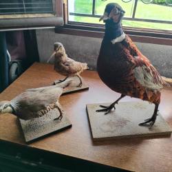 Lot de 3 animaux " gibier" naturalis&eacute;s