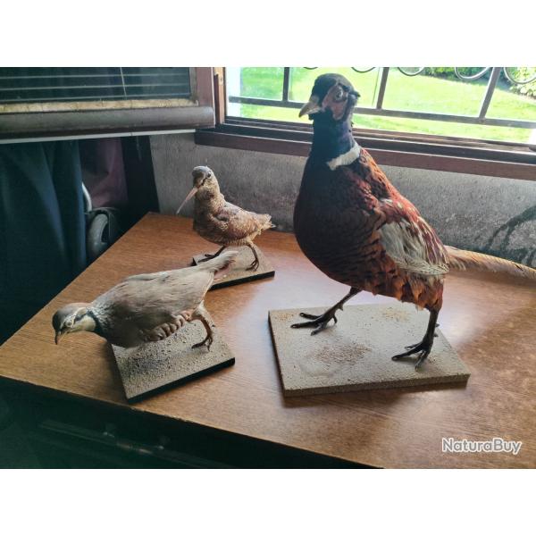 Lot de 3 animaux " gibier" naturalis�s