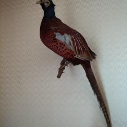 Faisan commun naturalis&eacute;