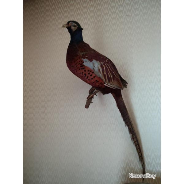 Faisan commun naturalis�