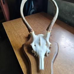 Troph&eacute;e "Massacre de cerf"