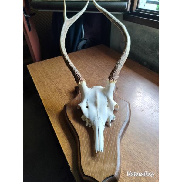 Troph�e "Massacre de cerf"