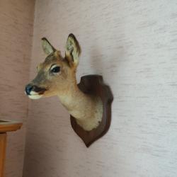 Naturalisation t&ecirc;te de Chevreuil