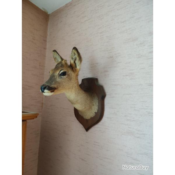 Naturalisation t�te de Chevreuil