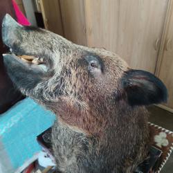 Troph&eacute;e T&ecirc;te de Sanglier naturalis&eacute;