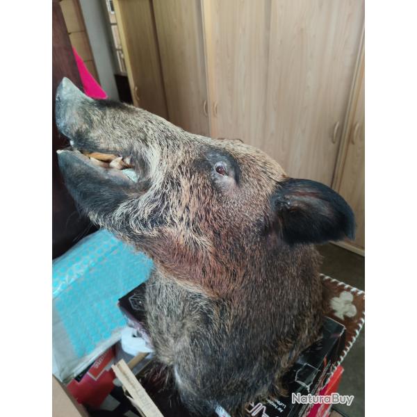 Troph�e T�te de Sanglier naturalis�