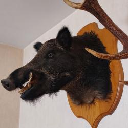 Troph&eacute; t&ecirc;te de sanglier