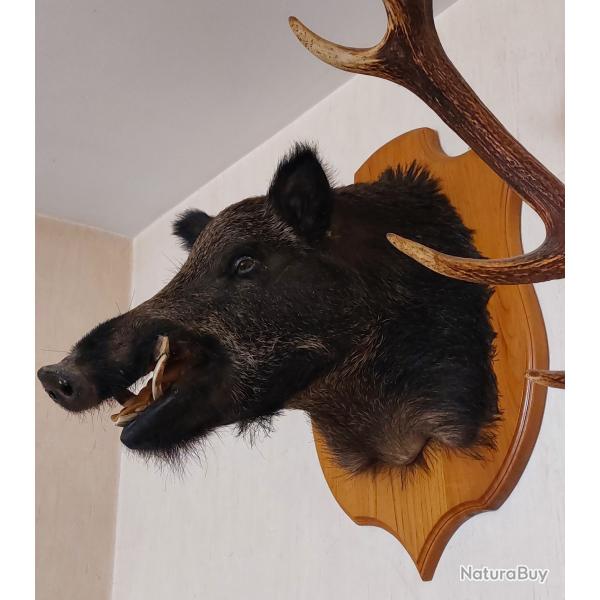 Troph� t�te de sanglier