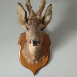 TROPHEES COUPLE DE CHEVREUIL