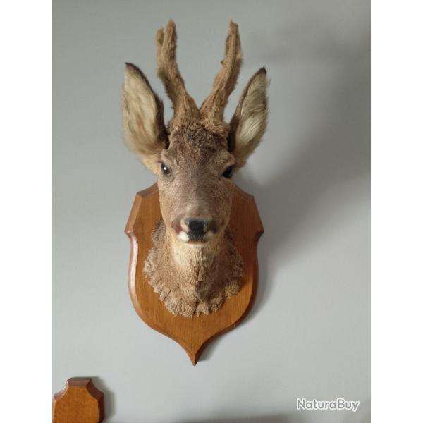 TROPHEES COUPLE DE CHEVREUIL