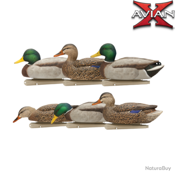 Canard colvert Actives TOPFLIGHT - AVIANX (PRECOMMANDE)