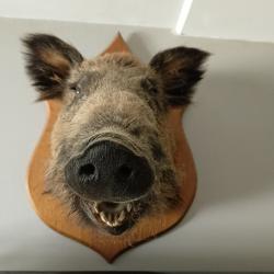 TROPHEE TETE DE SANGLIER