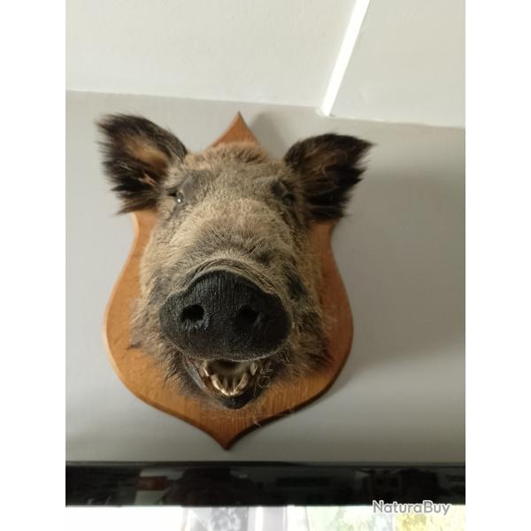 TROPHEE TETE DE SANGLIER