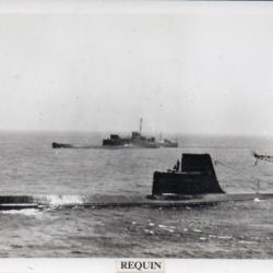 Photographie sous-marin Requin -N&deg;7760