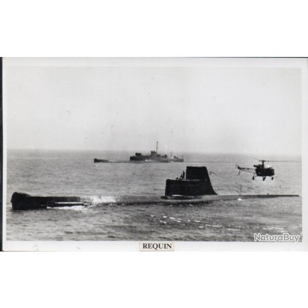 Photographie sous-marin Requin -N�7760