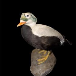 Taxidermie canard Eider &agrave; lunette