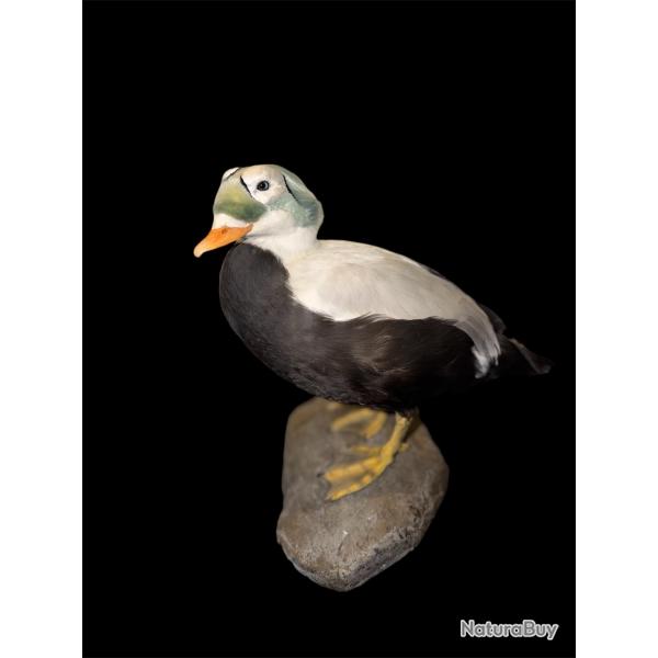 Taxidermie canard Eider � lunette