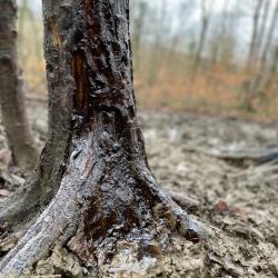 Starter Pack Sanglier - Attractants - 1 Spray + 1 Scrofa-Invocation + 1 Rituel de souille