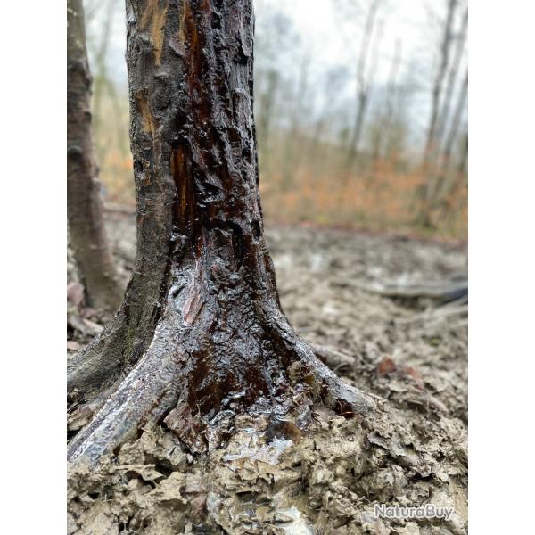 Starter Pack Sanglier - Attractants - 1 Spray + 1 Scrofa-Invocation + 1 Rituel de souille