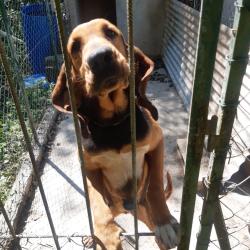 cause sante c&egrave;de chien gros gibiers