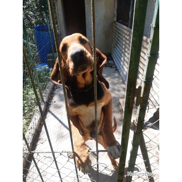 cause sante c�de chien gros gibiers