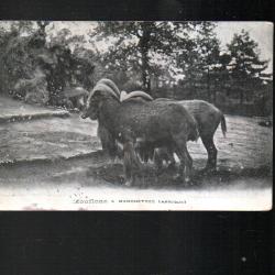 mouflons &agrave; manchettes afrique cpa