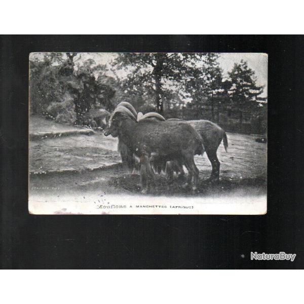 mouflons � manchettes afrique cpa