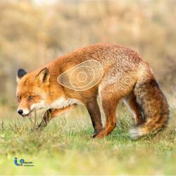 BLASON 2D MOUSSE RENARD