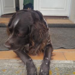 &agrave; r&eacute;server chiots petit &eacute;pagneul de munster