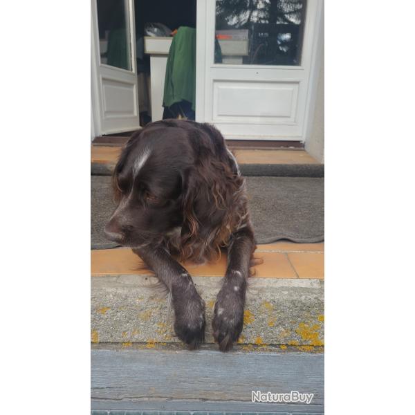 � r�server chiots petit �pagneul de munster