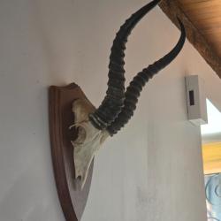 Massacre antilope "SPRINGBOK"