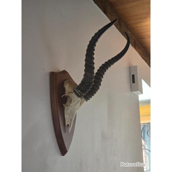 Massacre antilope "SPRINGBOK"