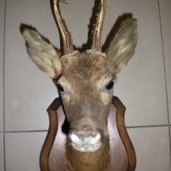 Ancienne troph&eacute;e de chevreuil sur &eacute;cusson