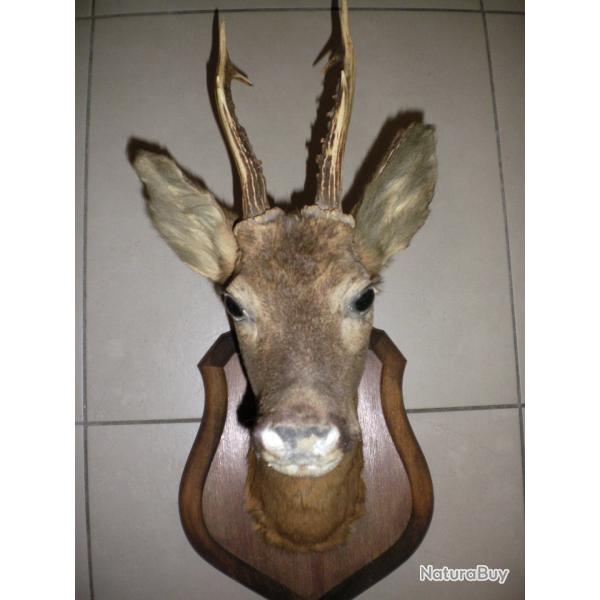 Ancienne troph�e de chevreuil sur �cusson