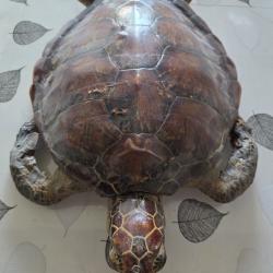 TORTUE DE MER NATURALIS&Eacute;E ANN&Eacute;E 1930