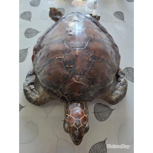TORTUE DE MER NATURALIS�E ANN�E 1930