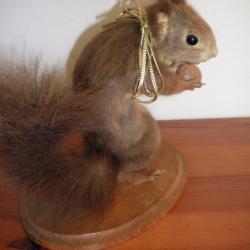 Ecureuil naturalis&eacute;