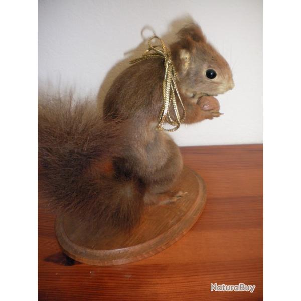 Ecureuil naturalis�