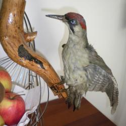 Pic vert naturalis&eacute; sur branche