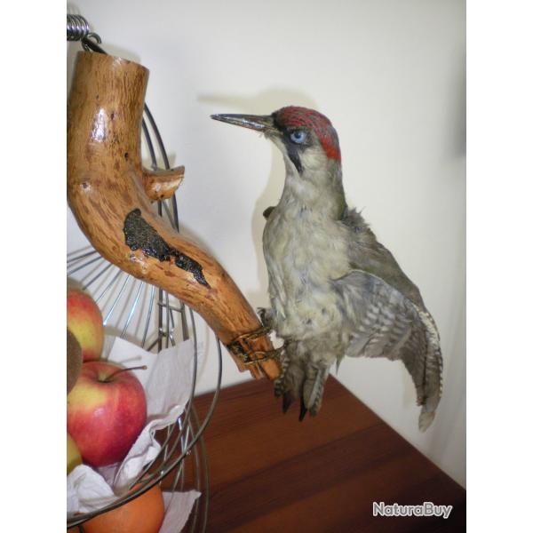 Pic vert naturalis� sur branche
