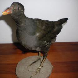 Gallinule ou poule d'eau naturalis&eacute;e