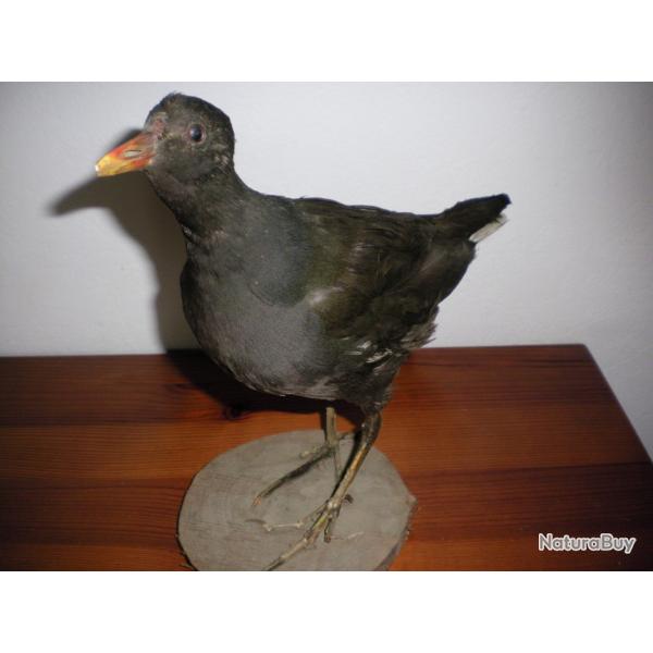 Gallinule ou poule d'eau naturalis�e
