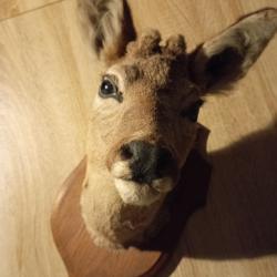 Troph&eacute;e t&ecirc;te de chevreuil