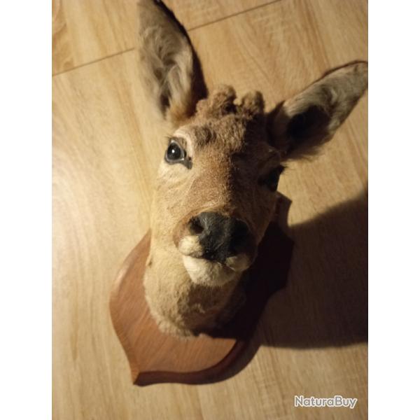 Troph�e t�te de chevreuil