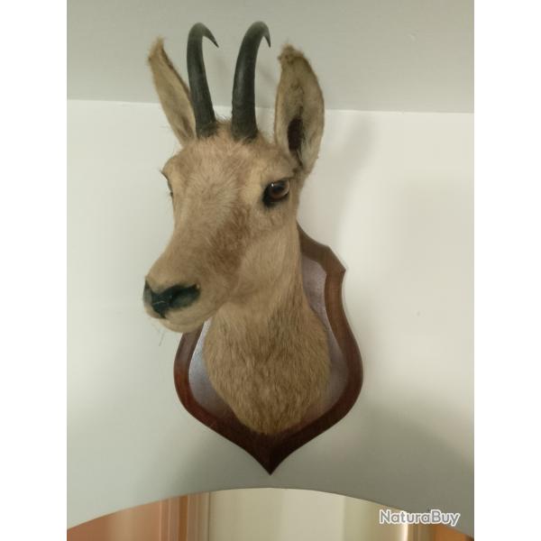 TETE DE CHAMOIS
