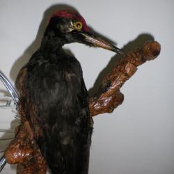 Pic noir naturalis&eacute;