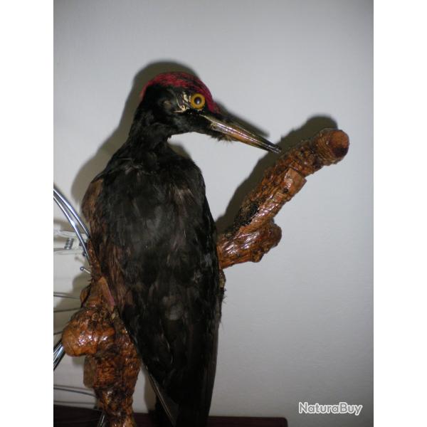 Pic noir naturalis�