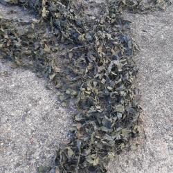 filet camouflage ancien en l etat cabane ,abris ,mirador, affut. Pour chasse photos animaliere