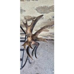 36 cors  - &eacute;normes mues de cerf &eacute;laphe